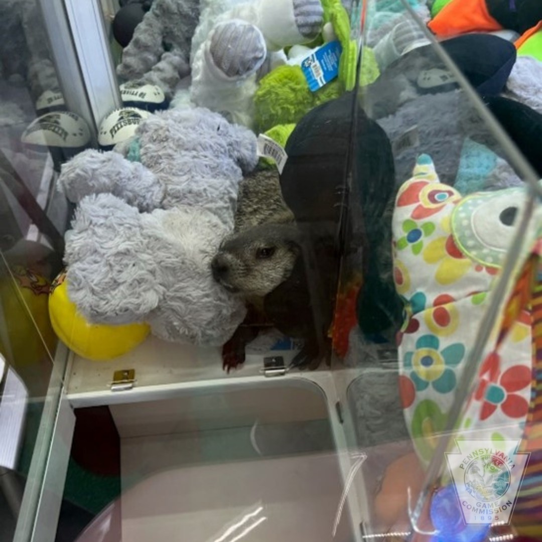 stuck otter in toys