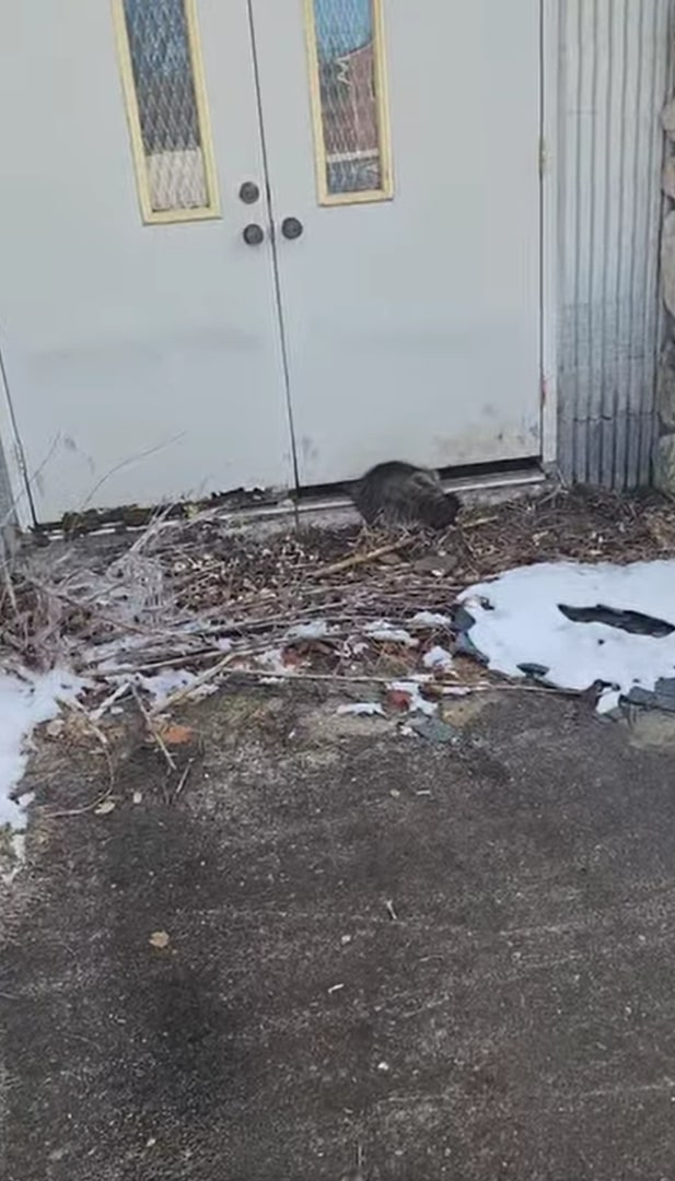 stuck raccoon
