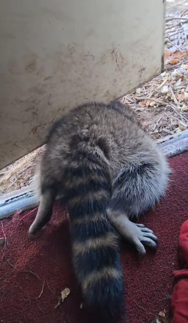 stuck raccoon under door