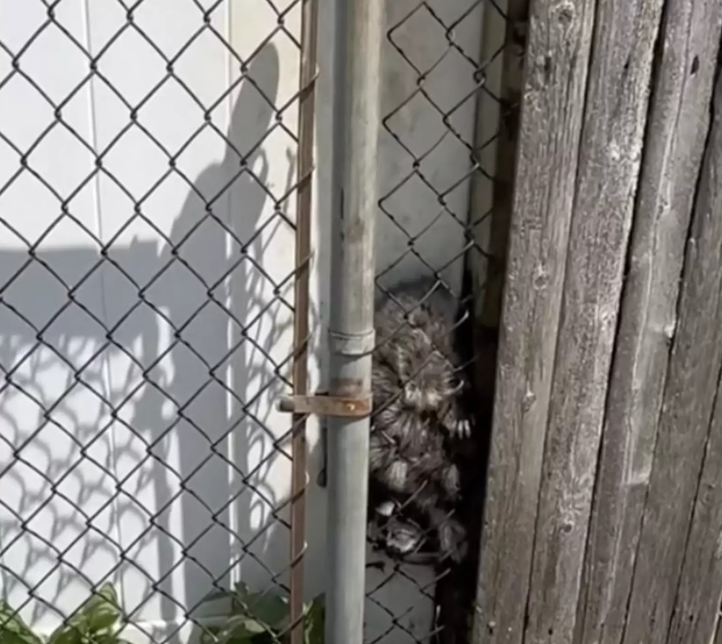 stuck raccoon
