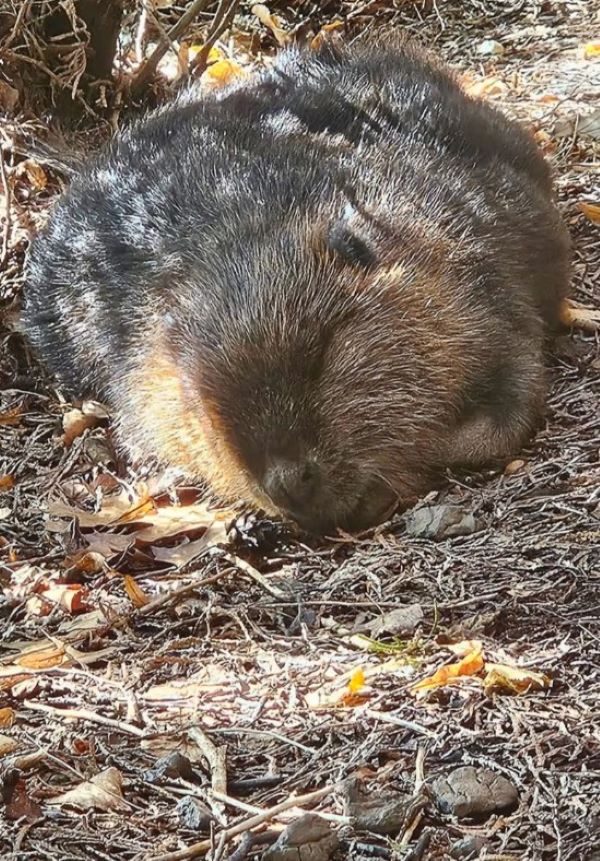 sweer beaver laying down