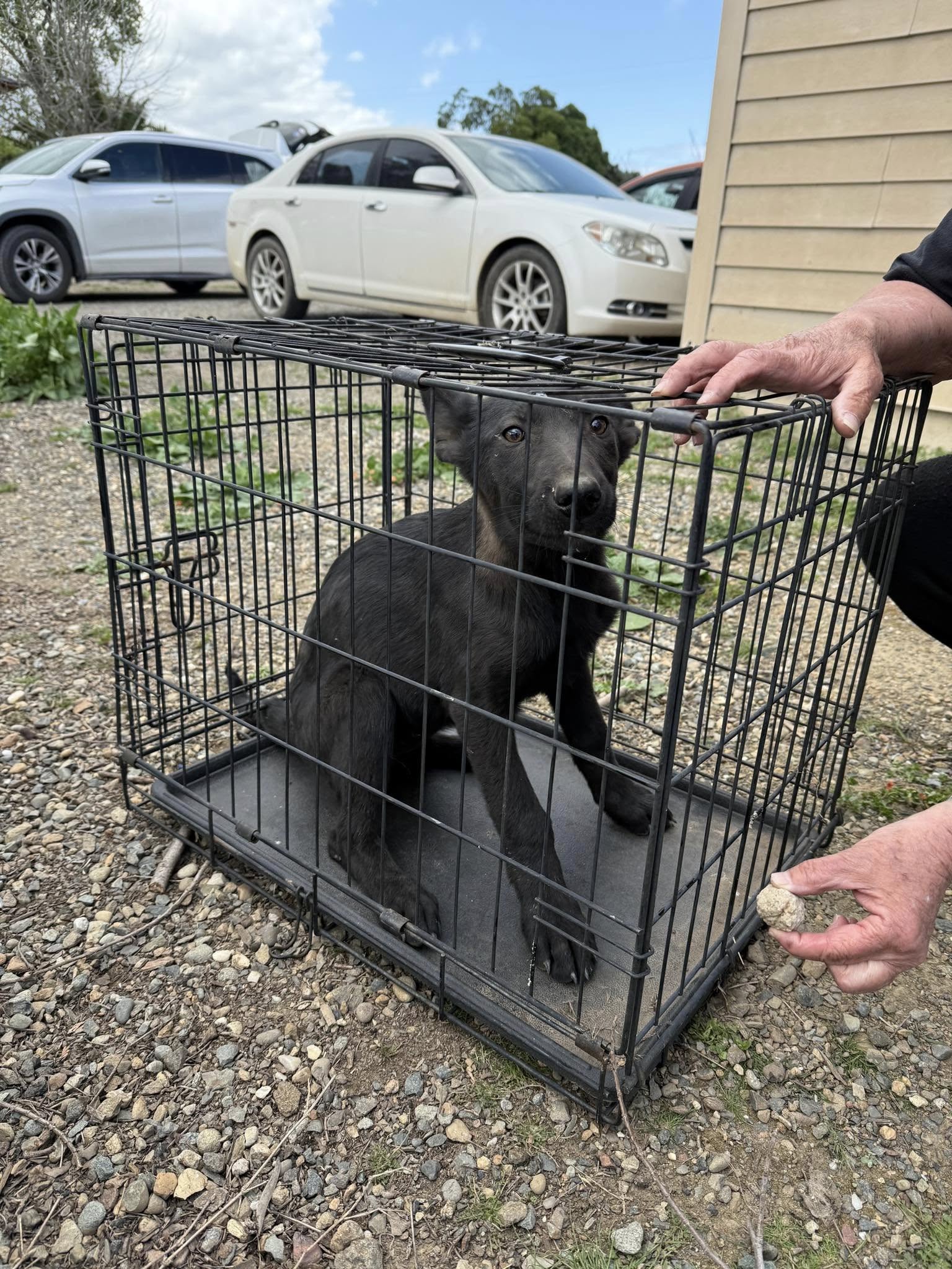 sweet black dog in crate