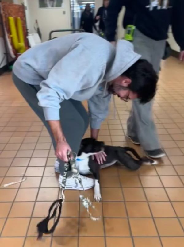 sweet black dog laying down