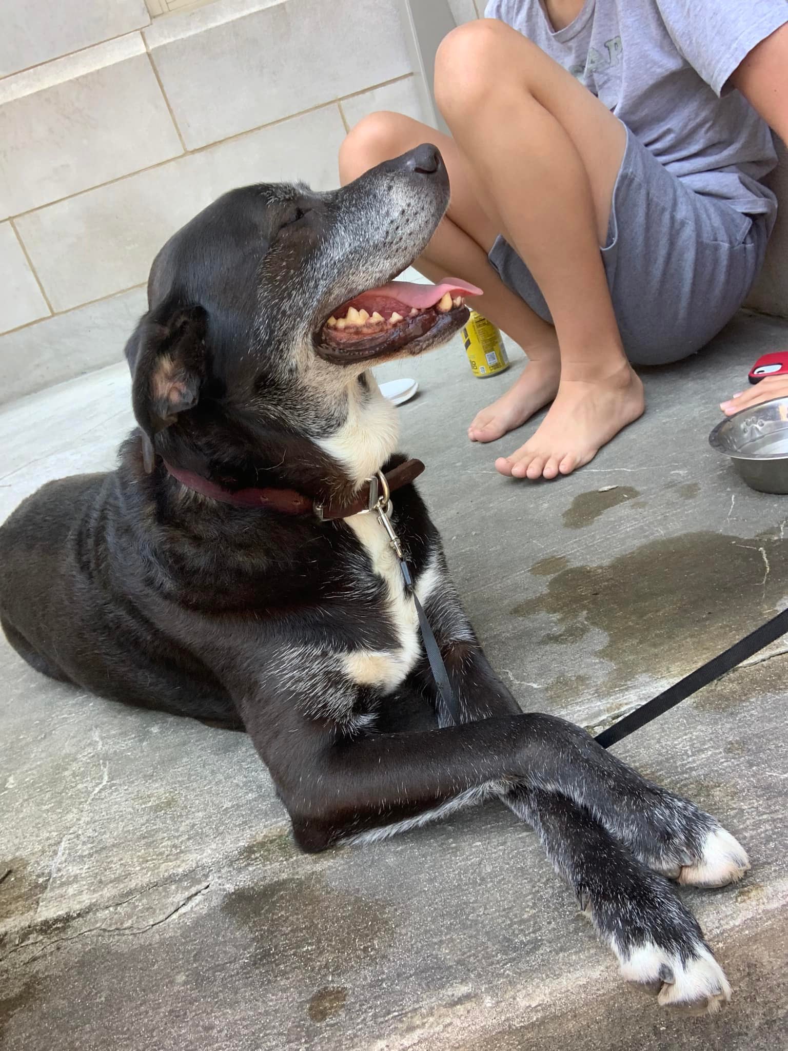 sweet black dog laying down