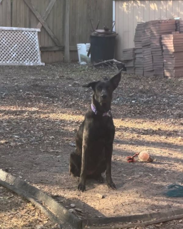 sweet black dog sitting