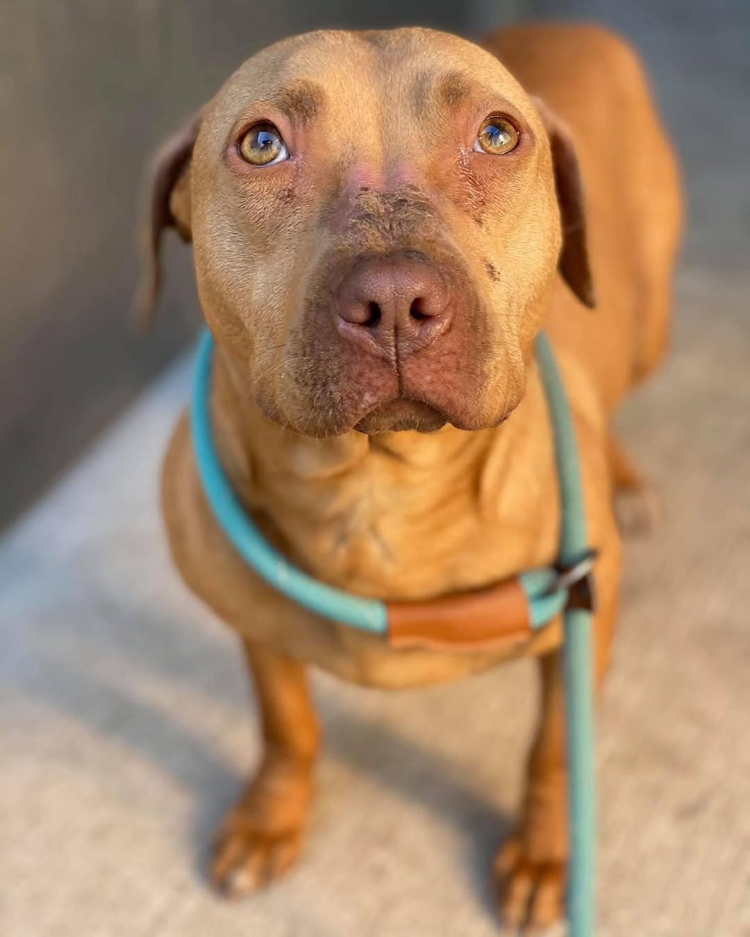 sweet brown dog