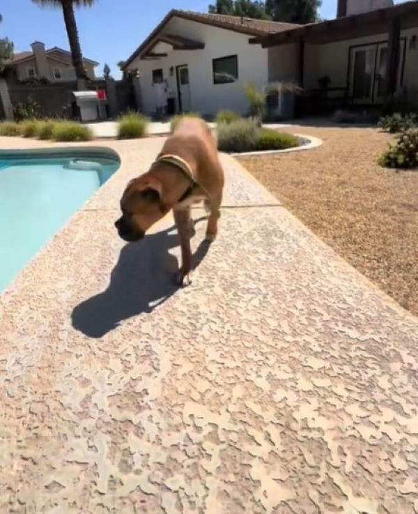sweet brown dog near pool