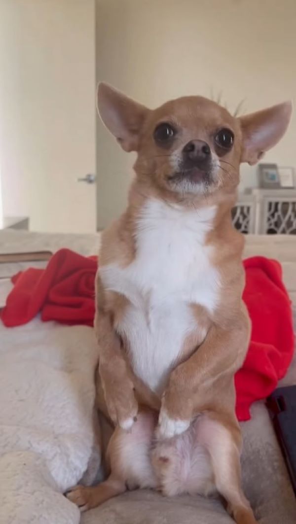 sweet chihuahua