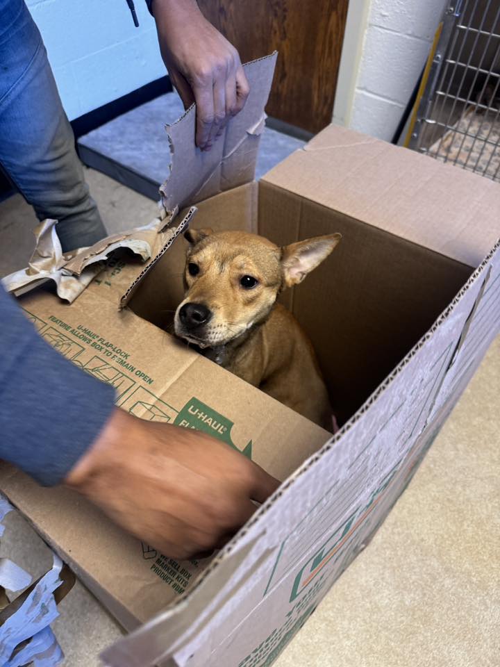 sweet dog in box