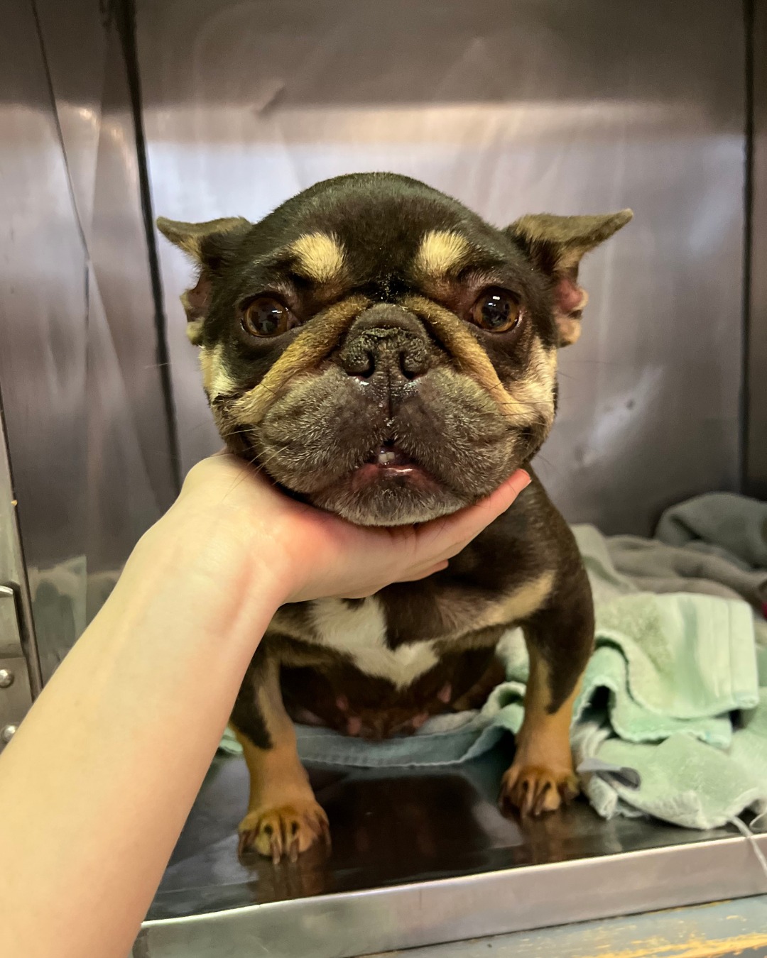 sweet dog in shelter