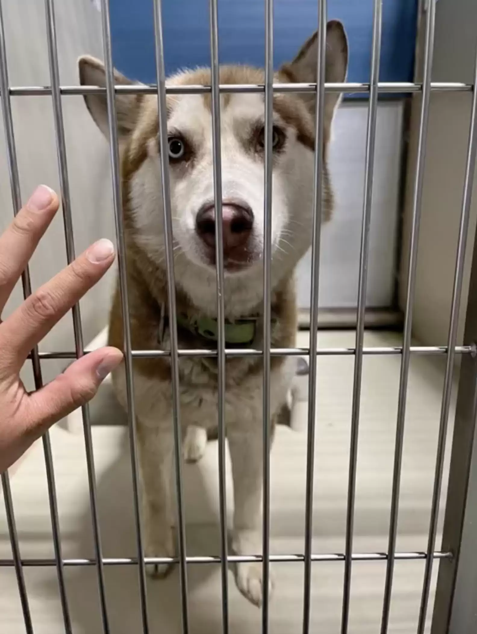 sweet dog in shelter