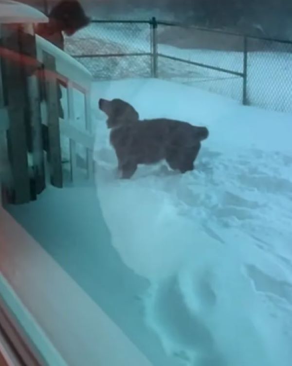 sweet dog in snow