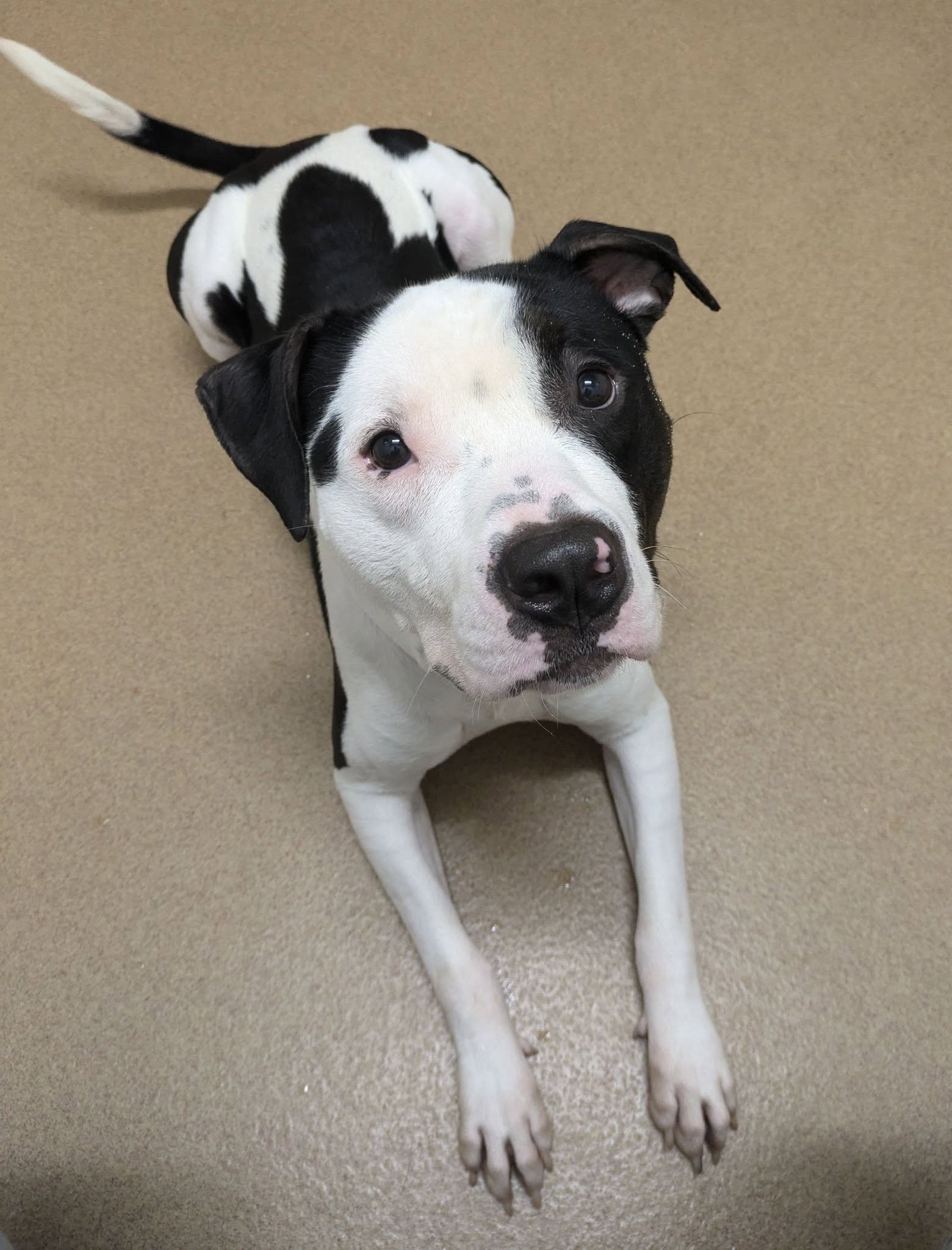 sweet dog laying down