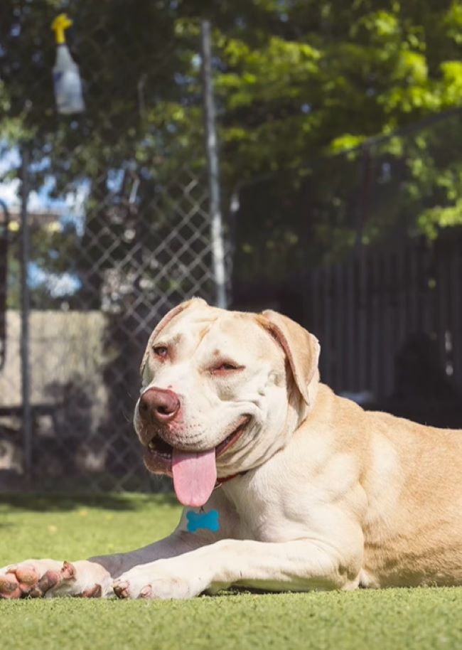 sweet dog laying down