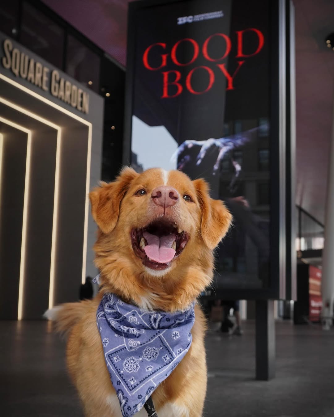 sweet dog posing for picture