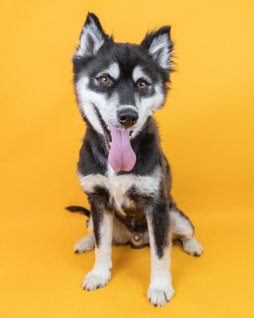 sweet dog posing for picture