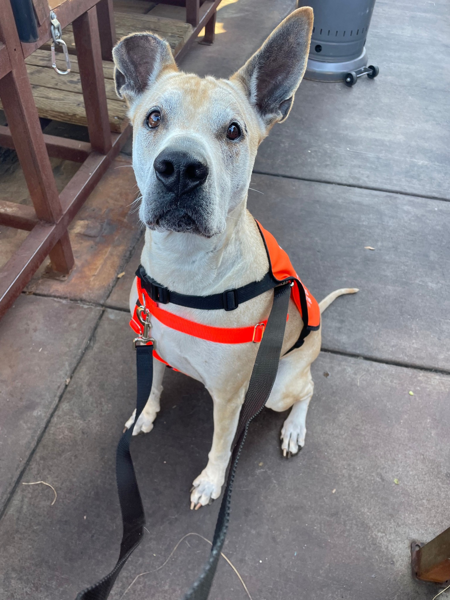 sweet dog sitting down