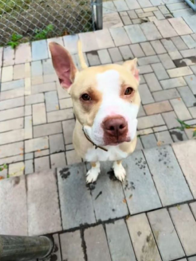 sweet dog sitting on tiles