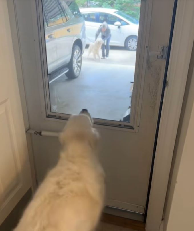 sweet dog watching trough window
