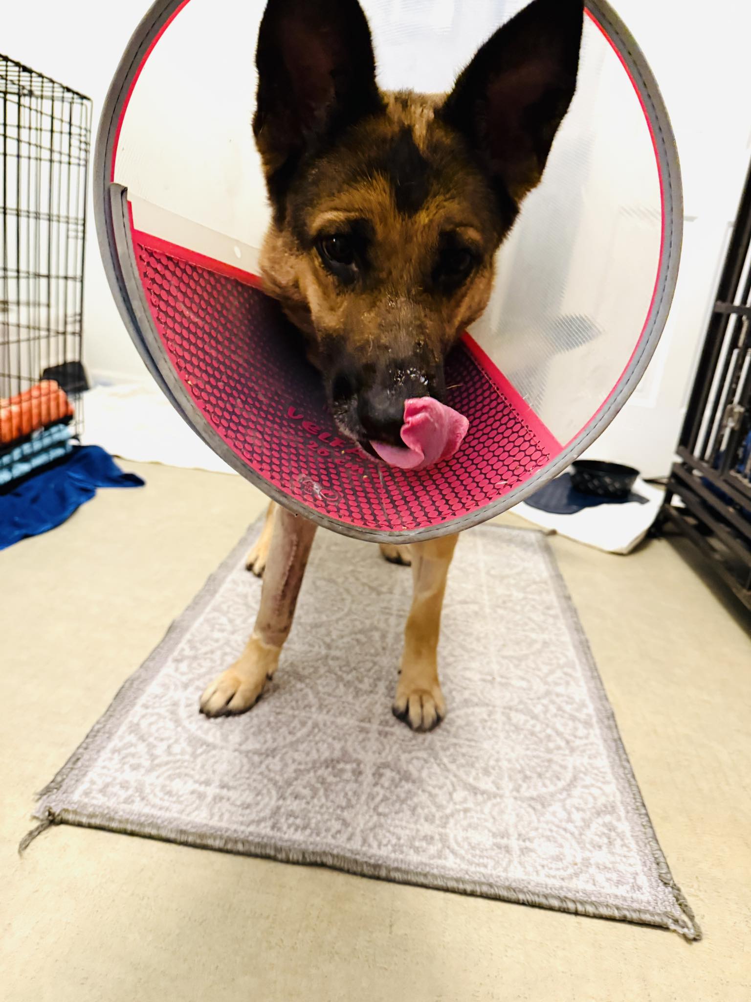 sweet dog with colar