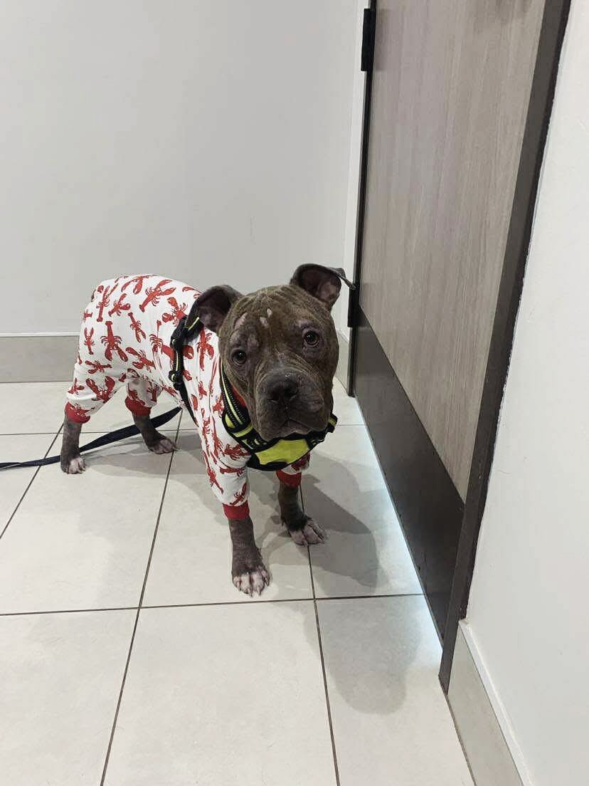 sweet dog with pajama