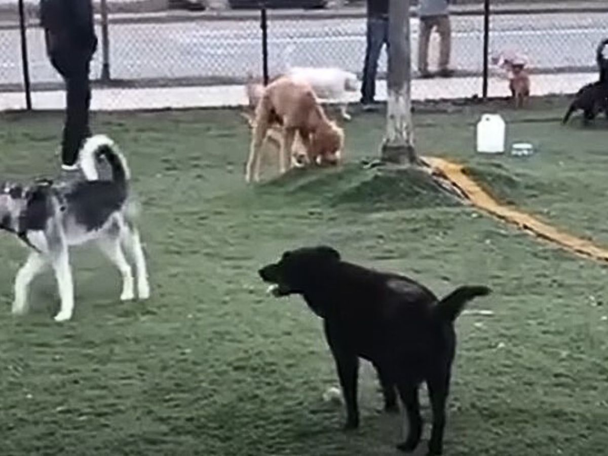 sweet dogs on playground