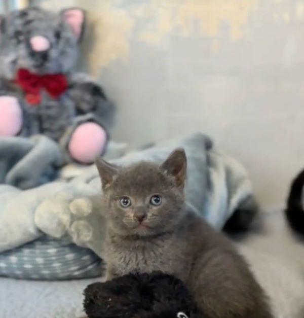 sweet gray kitten