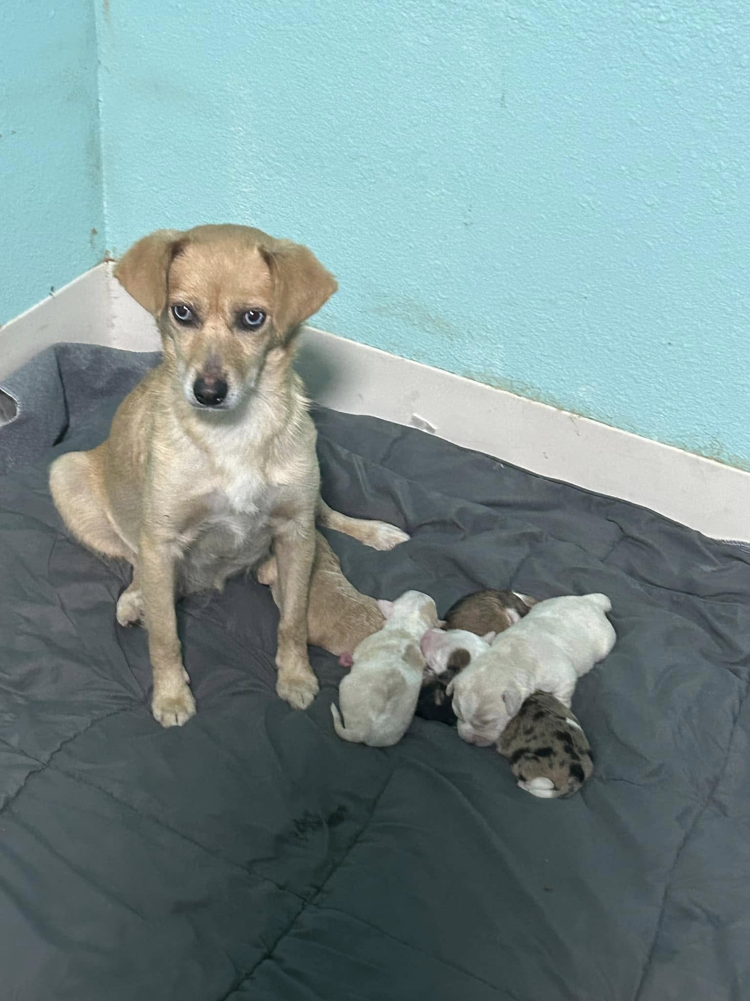 sweet mother dog and puppies