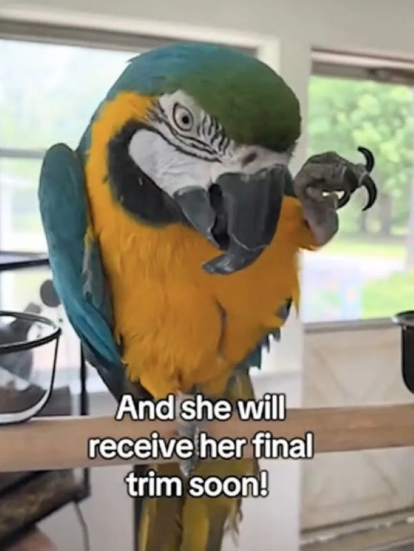 sweet parrot