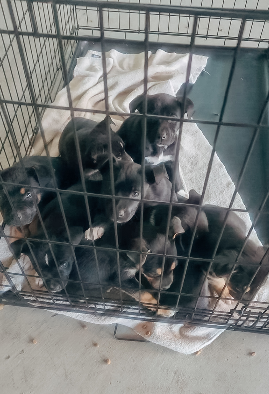 sweet puppies in crate