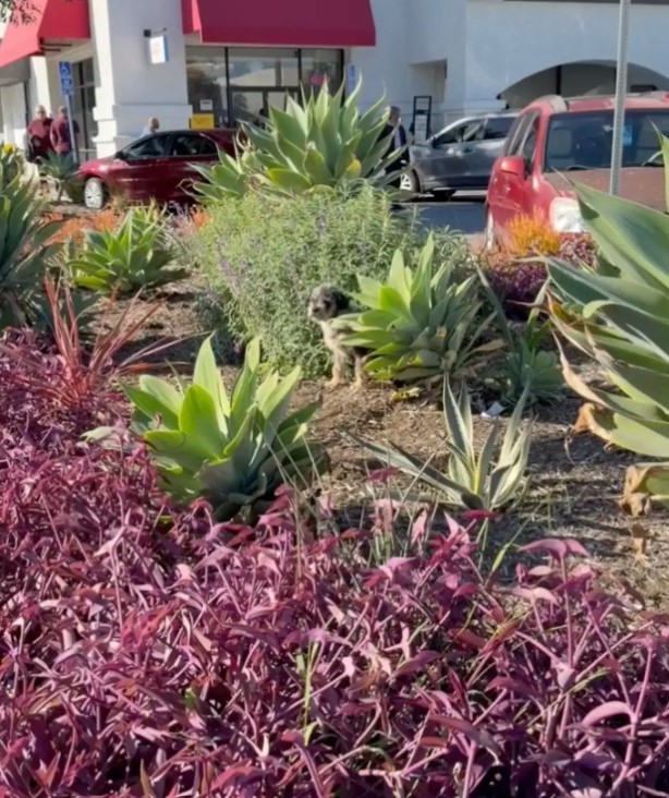 sweet puppy in bushes