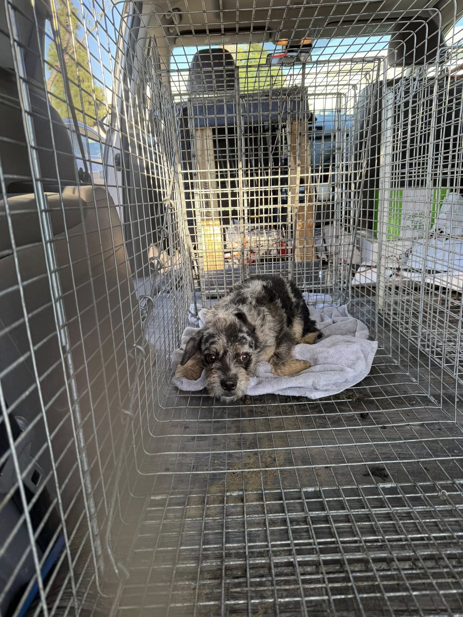 sweet puppy laying in crate