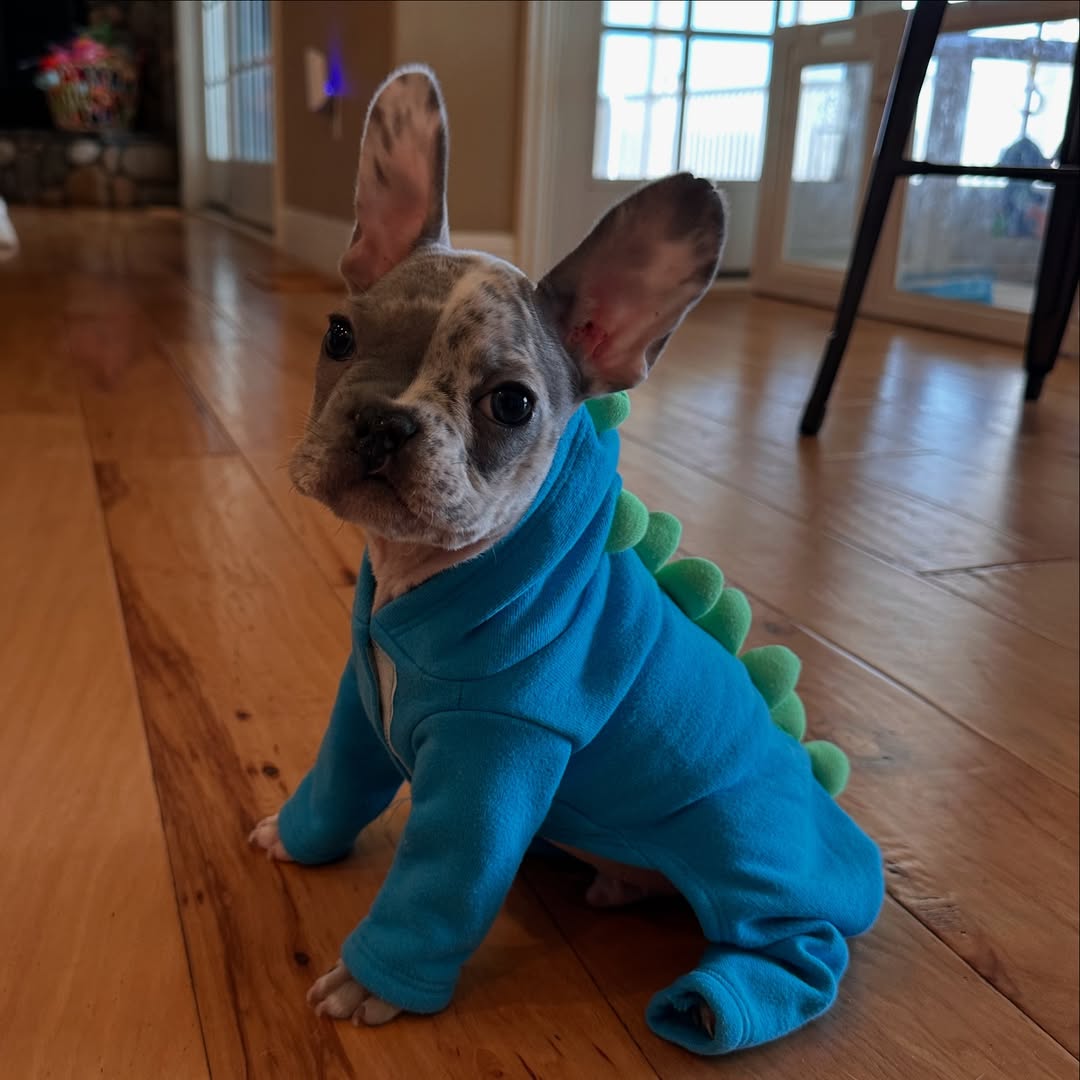sweet puppy with shirt on