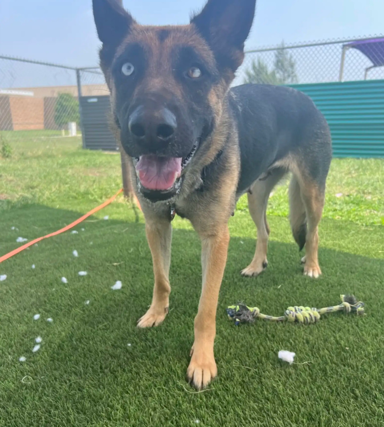 sweet senior dog on leash