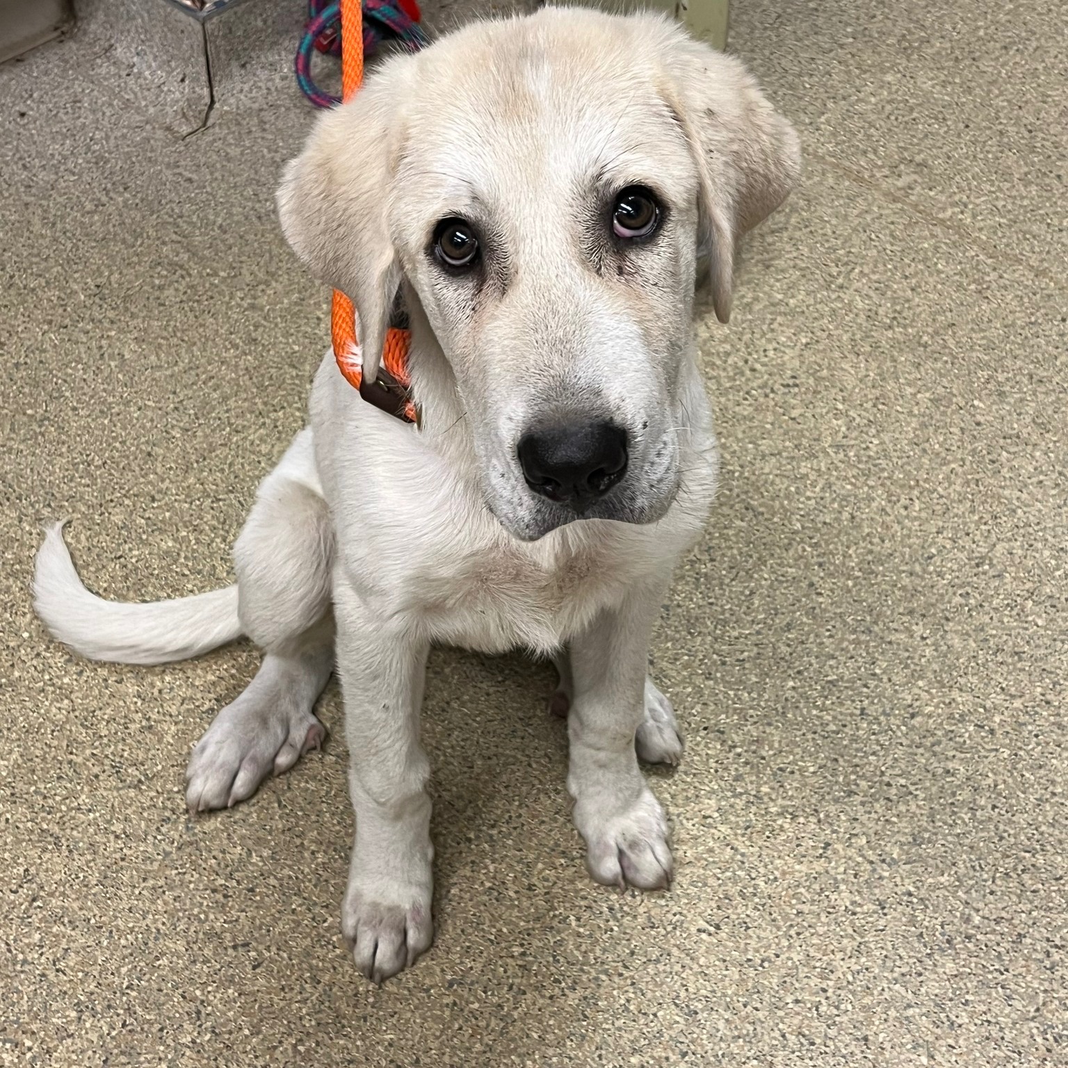 sweet white dog in building