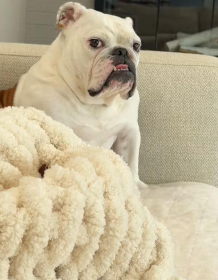 sweet white dog on couch