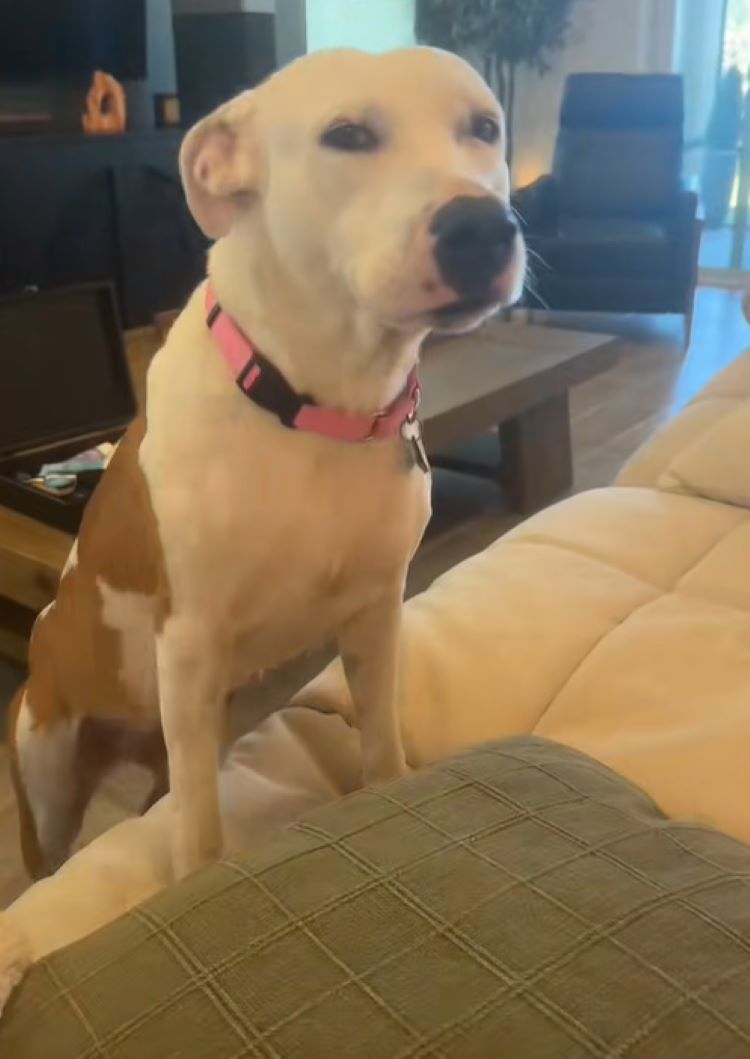 the dog climbed onto the couch with its front paws