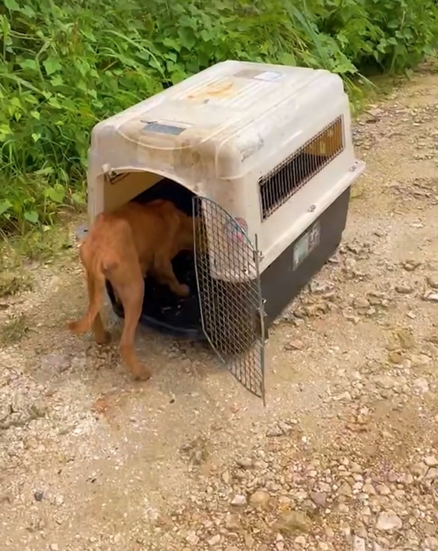 the dog enters the cage