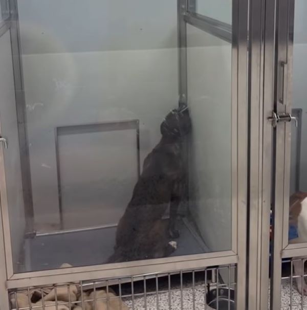 the dog in the shelter is trying to open the door