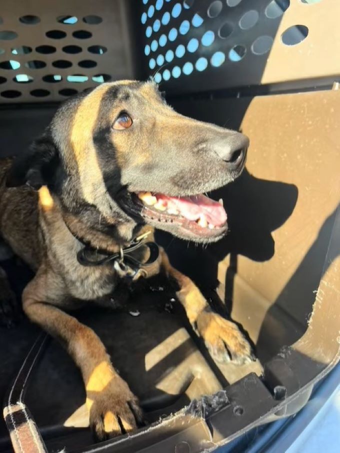 the dog is laughing in the cage