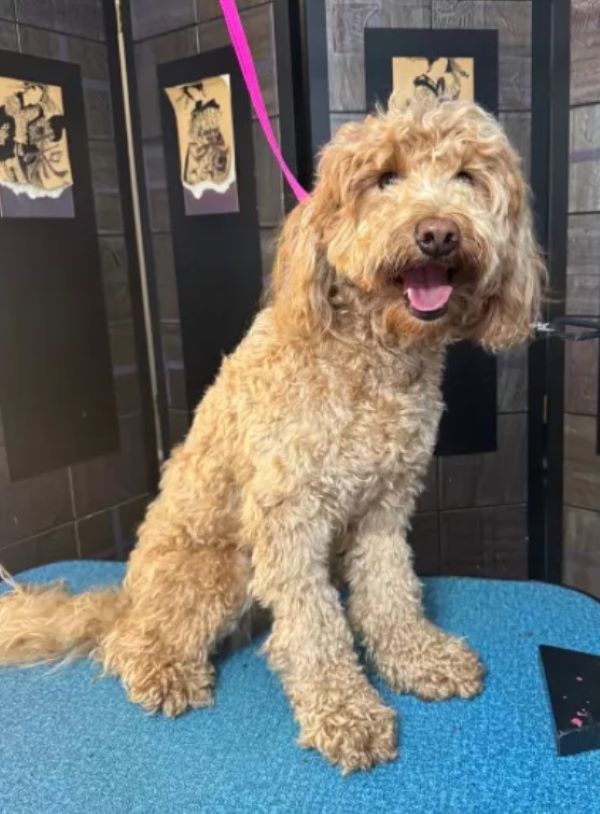 the dog is sitting on a leash on the table
