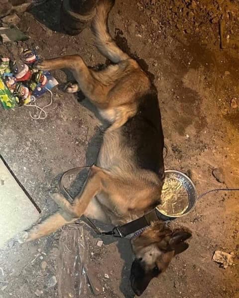 the dog is sleeping on the ground