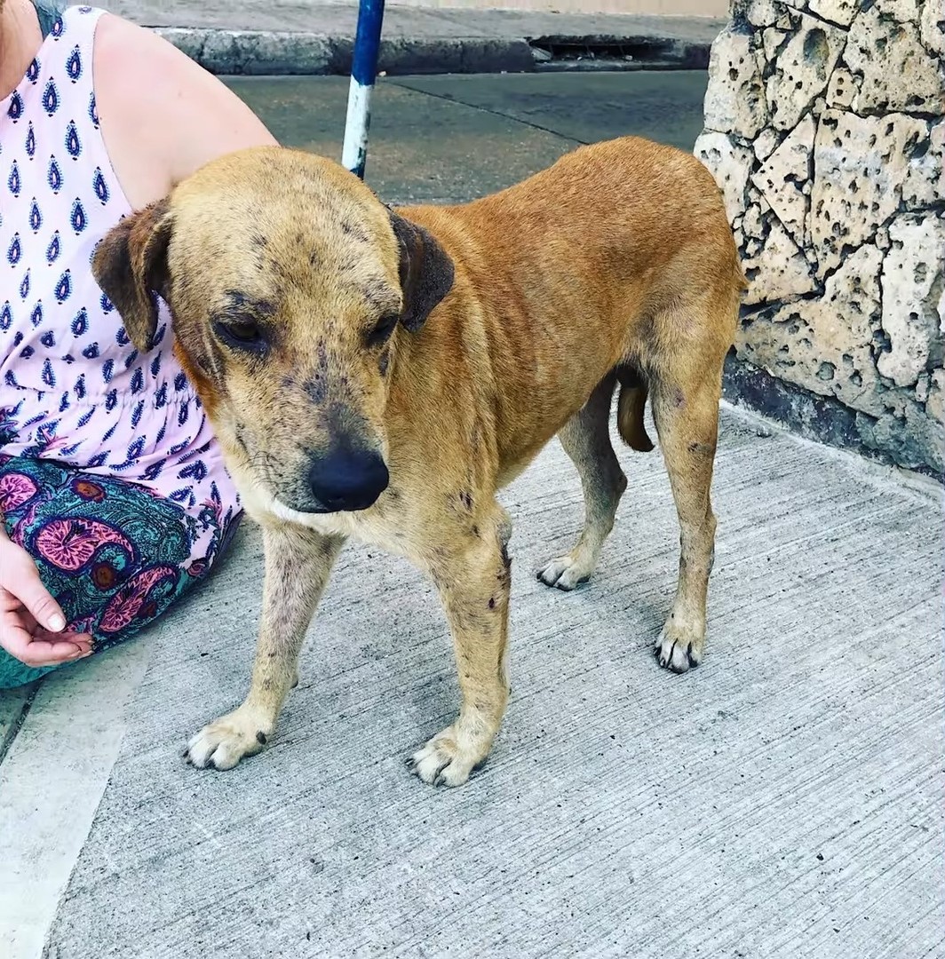 the dog is standing and looking to the side