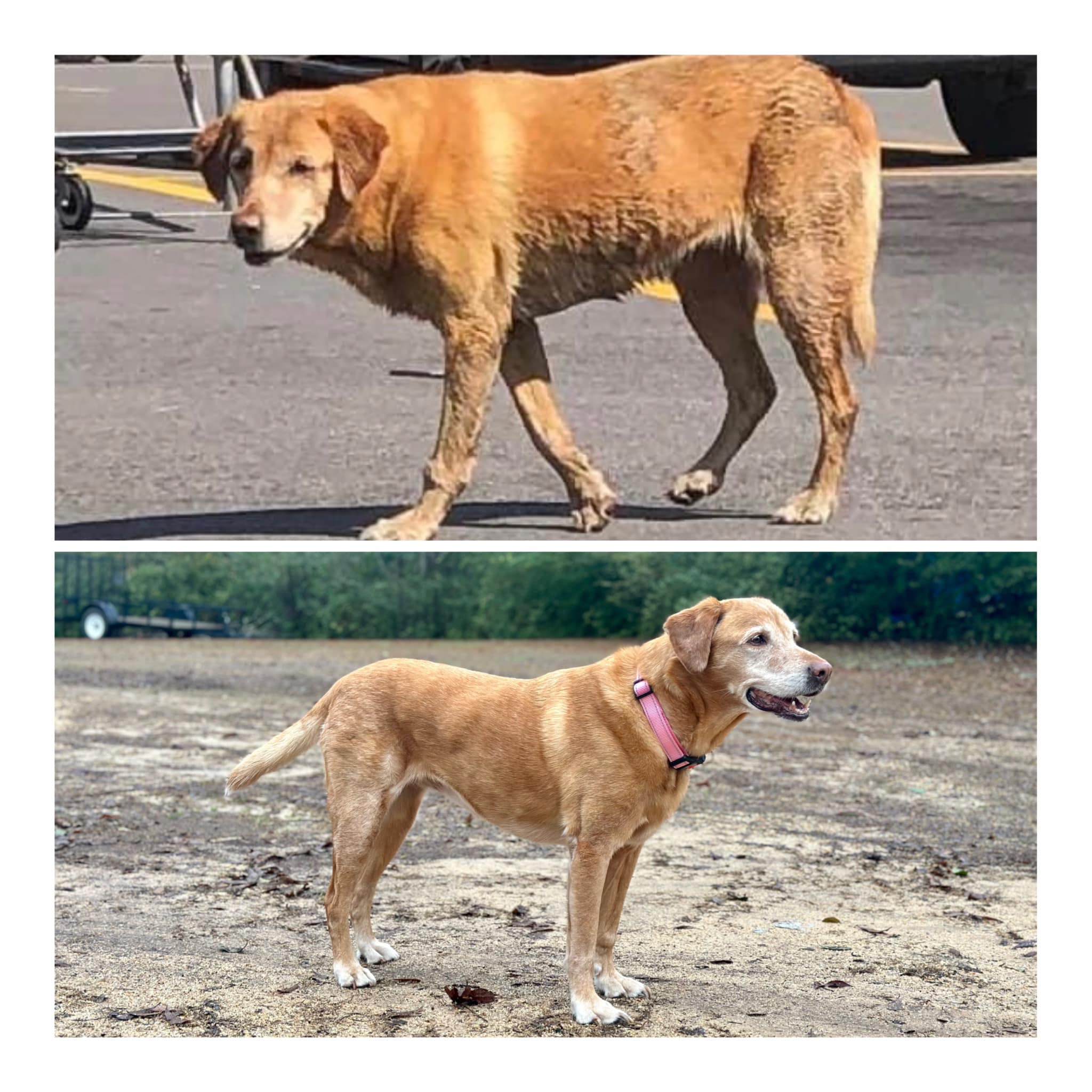 the dog is standing on the ground