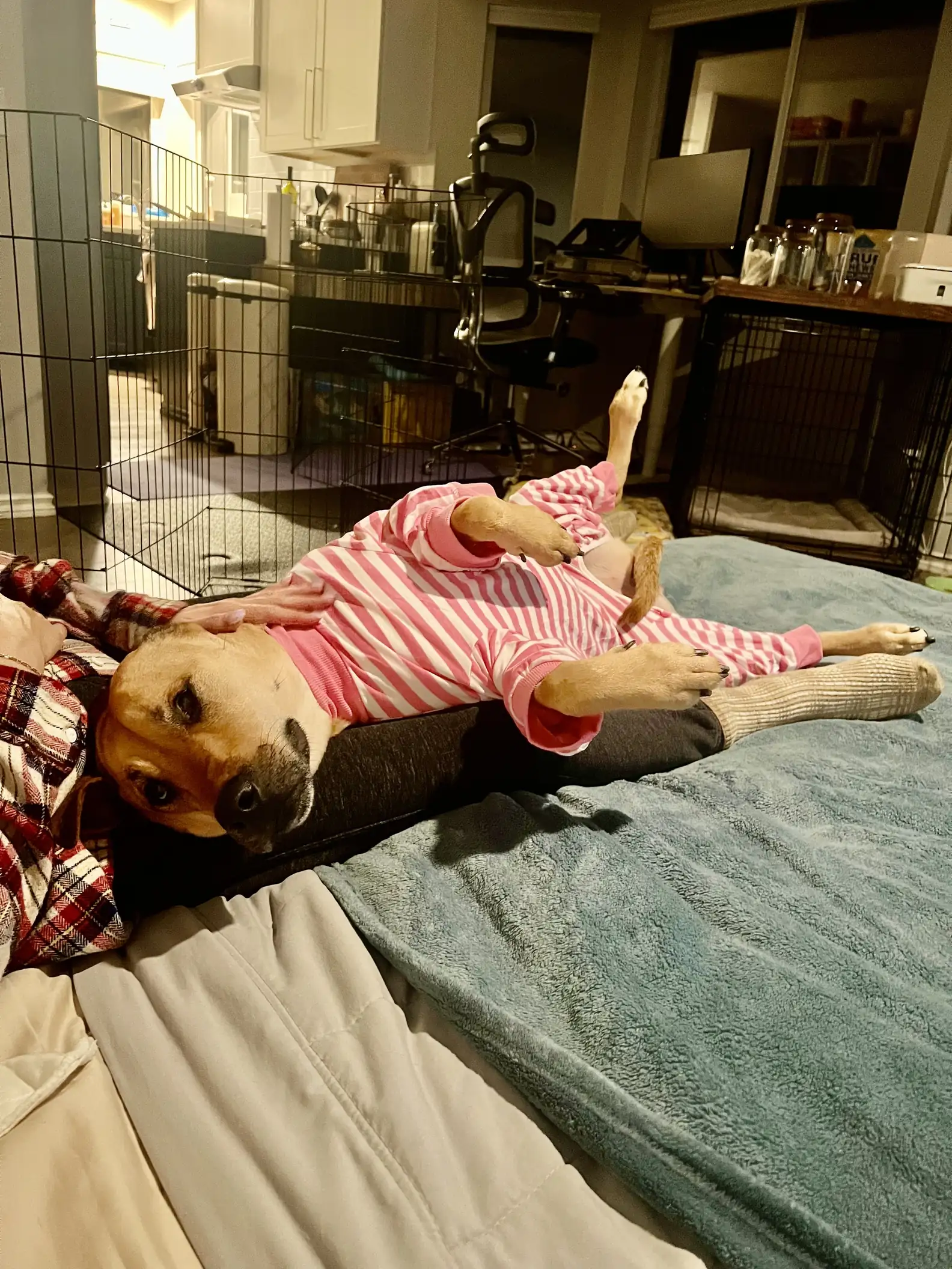 the dog lies on its back on the woman