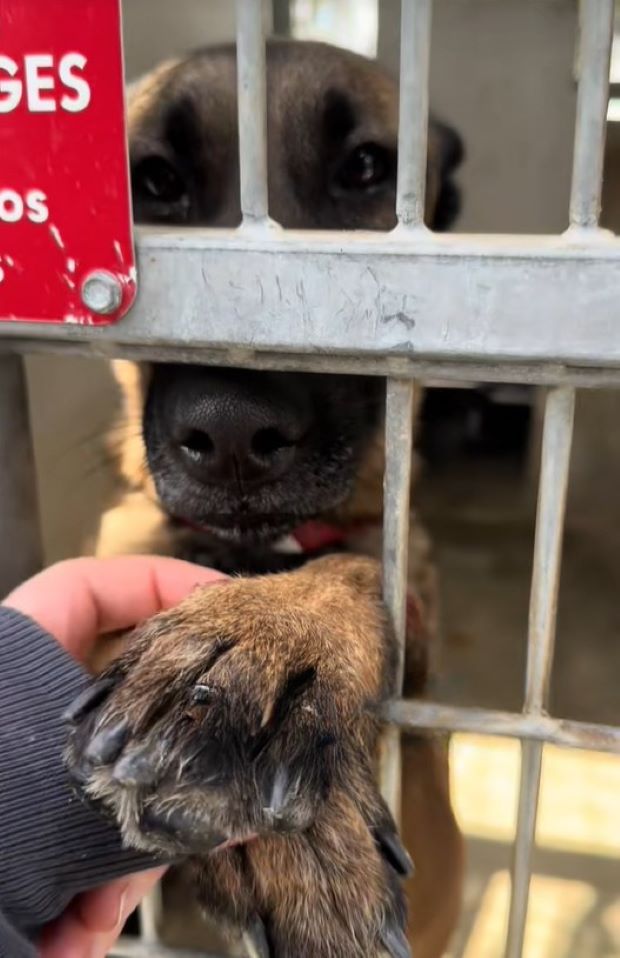 the dog puts its paw through the bars