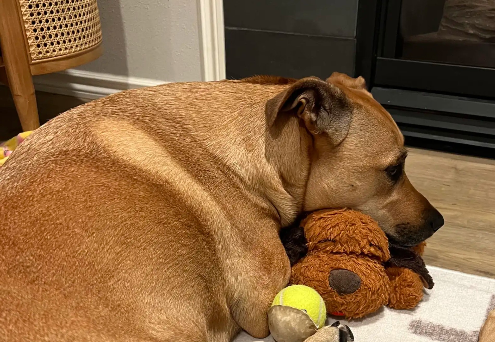 the dog rested his head on the teddy bear