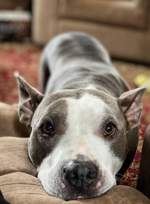 the dog rested its head on the couch