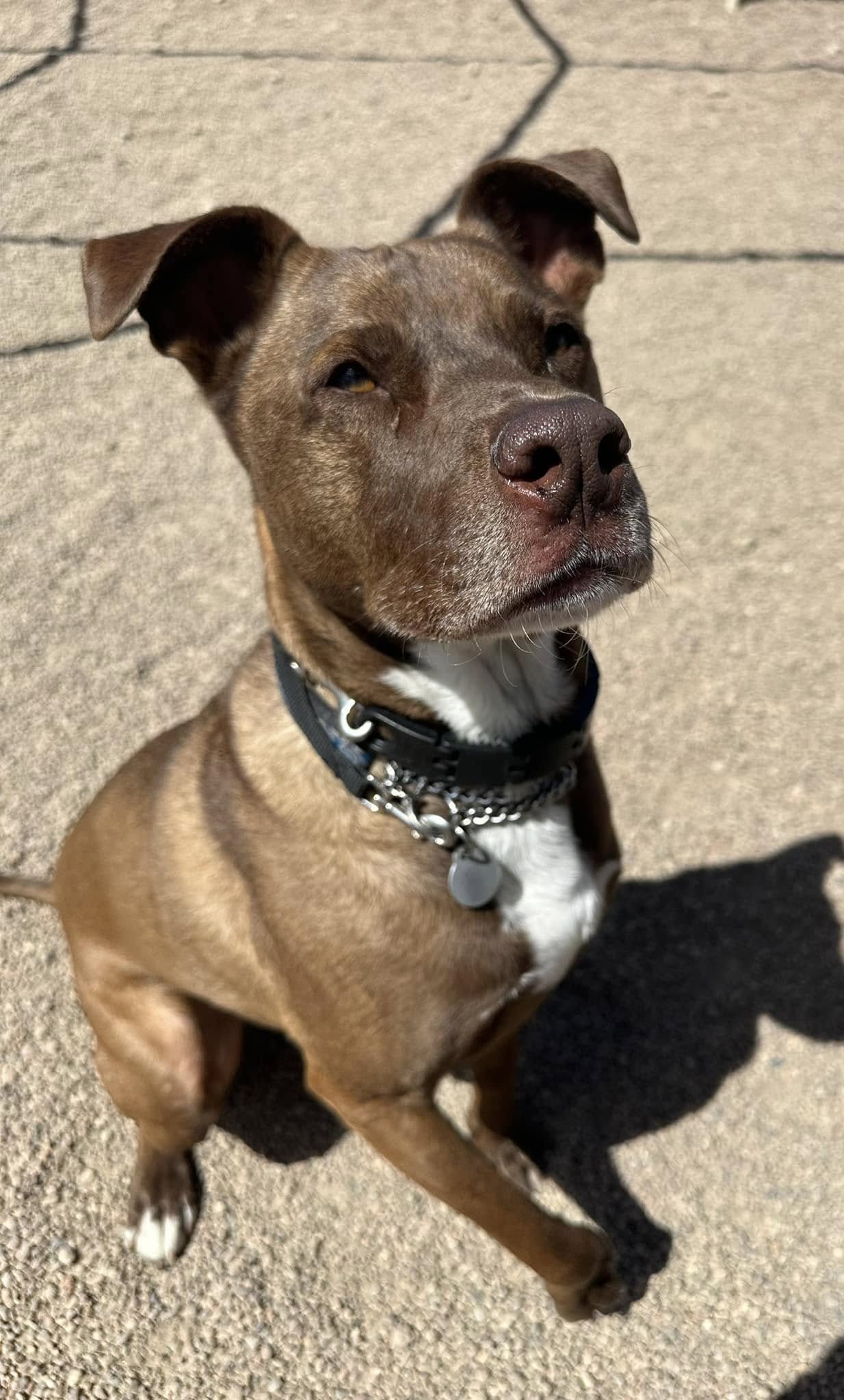 the dog stands and looks above him