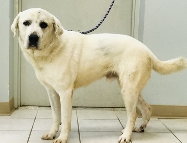 the dog stands on the tiles on a leash